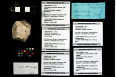 Foto (Objekt + Etikett) von Tanidromites sp.  (NHMW-GEO-1990-0041-4397a)
